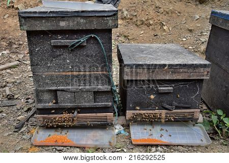Detail of the bee hives in a field. Bees swarming in front of the hive entrance.