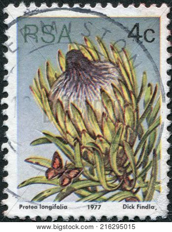 SOUTH AFRICA - CIRCA 1977: A stamp printed in South Africa (RSA), a flower bush Protea longifolia, circa 1977