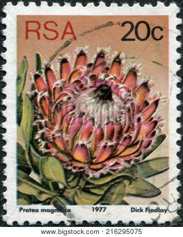 SOUTH AFRICA - CIRCA 1977: A stamp printed in South Africa (RSA), a flower bush Protea magnifica, circa 1977