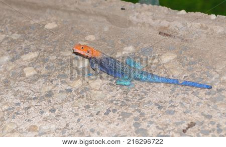 Closeup of Agama lizard (scientific name: Agama agama or 