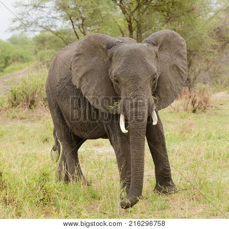 Closeup of African Elephant (scientific name: Loxodonta africana, or 