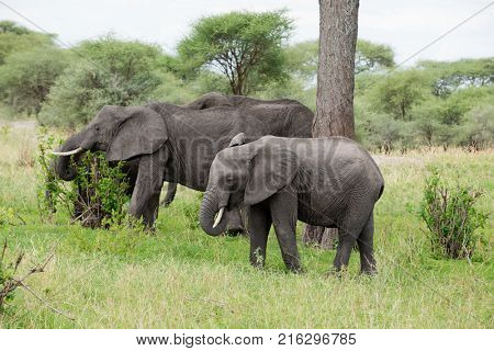 family group of African Elephant (scientific name: Loxodonta africana, or 