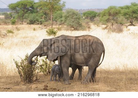 Closeup of African Elephant (scientific name: Loxodonta africana, or 