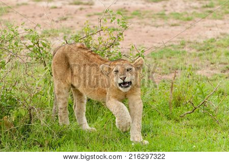 Lion cubs (scientific name: Panthera leo, or 