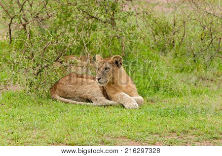Lion cubs (scientific name: Panthera leo, or 