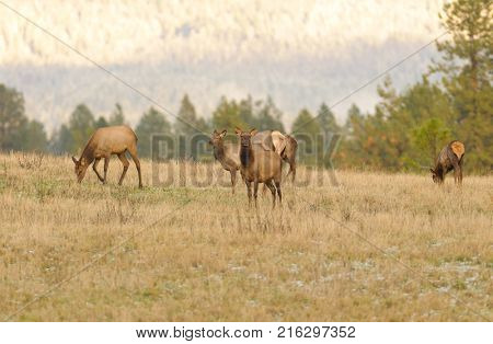 Herd of female Elk cows (Cervus Canadensis) in farmland in Washington