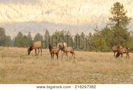 Herd of female Elk cows (Cervus Canadensis) in farmland in Washington