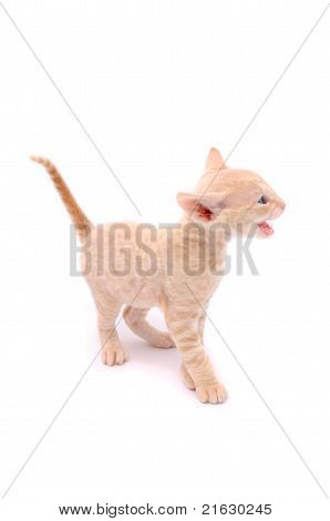 Jamrende Cornish Rex killing