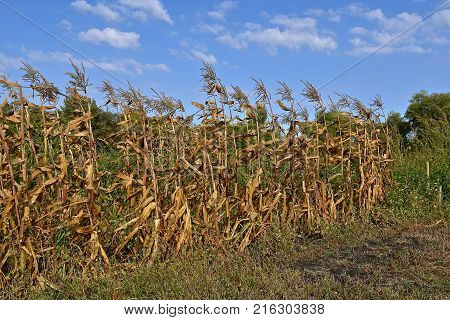 A row of brown earless sweet corn is left standing in a garden as the autumn winds bend the  stalks.