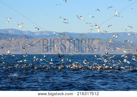 Feeding frenzy above the ocean off the coast of California with sea birds and dolphins.