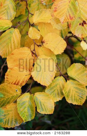 herbstlichen Blätter