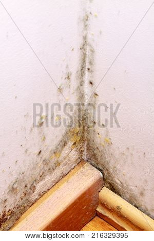 Problem with mould on the wall in house.