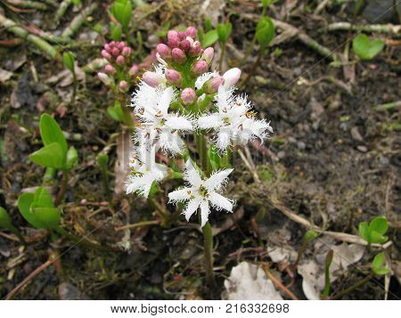 Flowering menyanthes trifoliata plant in a garden