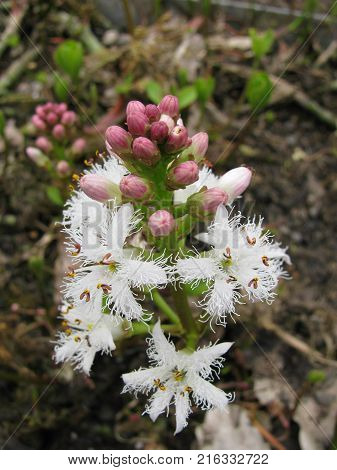 Flowering menyanthes trifoliata plant in a garden