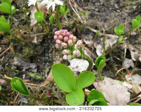 Flowering menyanthes trifoliata plant in a garden