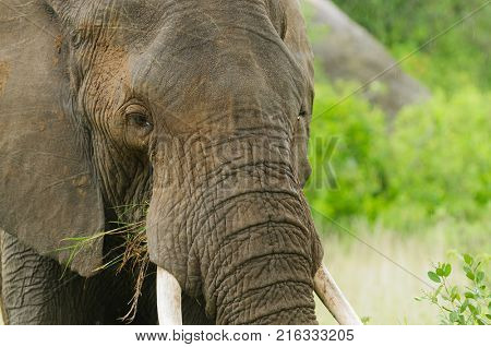 Closeup of African Elephant (scientific name: Loxodonta africana, or 