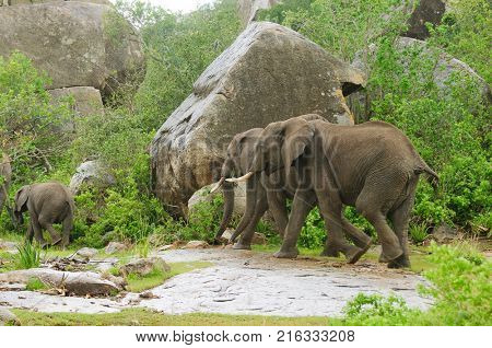African Elephants (scientific name: Loxodonta africana, or 