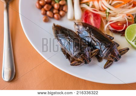 Lethocerus Indicus (giant Water Bug)