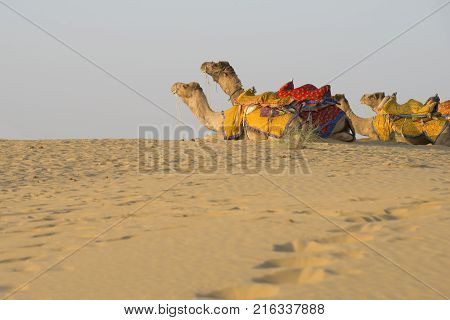 Rajasthan travel background - Indian camel (camel drivers) with camels in dunes of Thar desert on sunset. Jaisalmer Rajasthan India