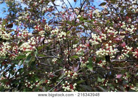 Dogwood berries in late summer. White berry on bright red bracts with blue sky background