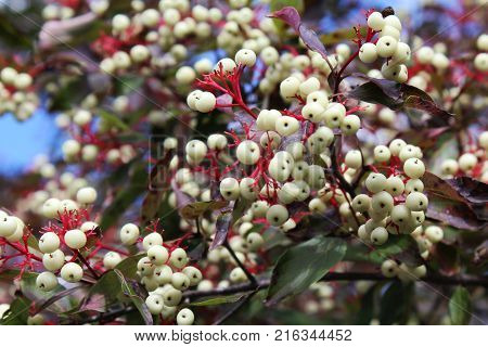 White Dogwood berries on bright red bracts. Blue sky background. Close up detail