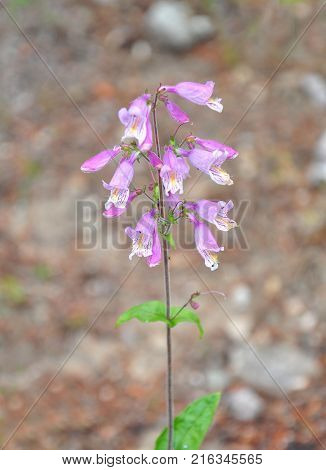 Colorful and crisp image of eastern gray beardtongue (Penstemon canescens)