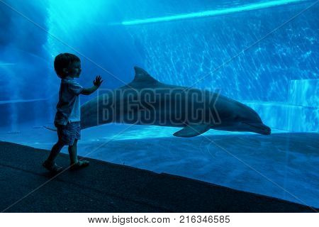 Young kid looking at doplhins swimming in an aquarium