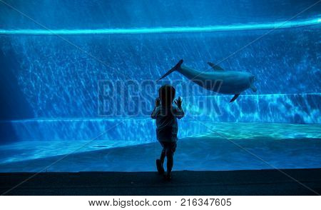 Young kid looking at doplhins swimming in an aquarium