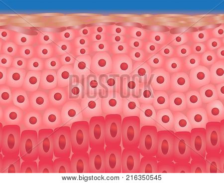 skin background vector , skin anatomy / human anatomy