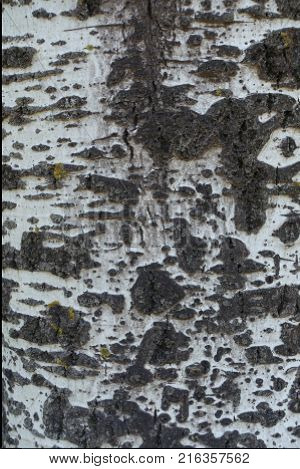 Surface of bark of silver poplar tree