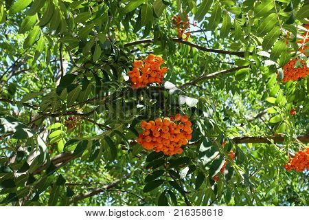 Orange fruits on branches of rowan tree