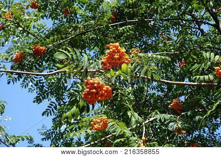 Sorbus aucuparia leafage and fruits against the sky