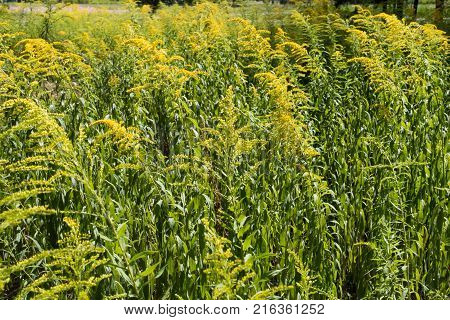 Flowerheads of Canadian goldenrod held above the foliage on a branching inflorescence