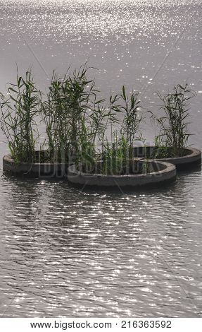 Three circles in Taihu or Lake Tai containing bamboo trees in Wuxi China in Jiangsu province.
