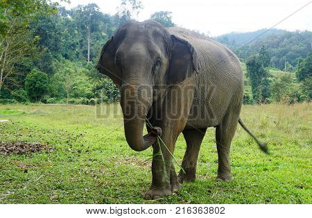 Elephant Looking Into The Camera In Thailand