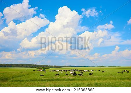 The herd of cows feeding on the meadow under blue sky with big clouds