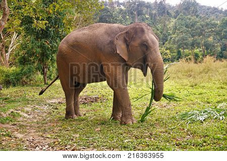 Elephant In Thailand Looking Into Camera Posing