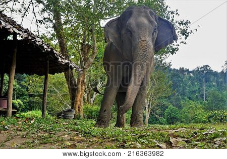 Elephant In Thailand Looking Into Camera Posing