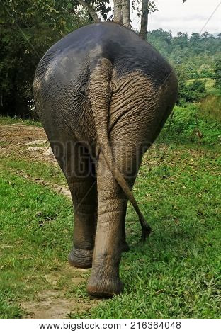 Elephant In Thailand Looking Into Camera Posing