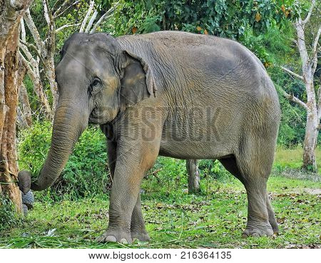 Elephant In Thailand Looking Into Camera Posing