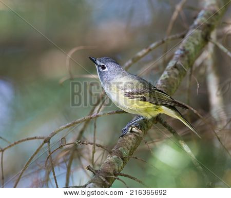 Blue Headed Vireo, shot in the upper canopy in a boreal forest in Quebec Canada.