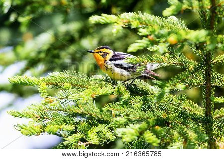 Blackburnian warbler in the coniferous forests of northern Quebec Canada in early spring. The yolk yellow throat stands out from the green surroundings.