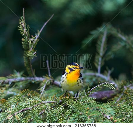 Blackburnian warbler in the coniferous forests of northern Quebec Canada in early spring. The yolk yellow throat stands out from the green surroundings.