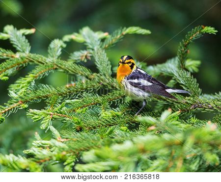 Blackburnian warbler in the coniferous forests of northern Quebec Canada in early spring. The yolk yellow throat stands out from the green surroundings.