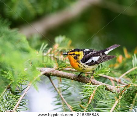 Blackburnian warbler in the coniferous forests of northern Quebec Canada in early spring. The yolk yellow throat stands out from the green surroundings.