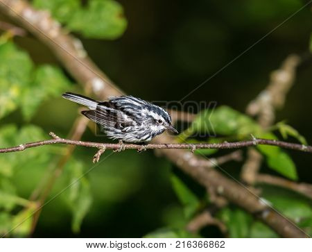 Black and white Warbler perched in the upper canopy of a boreal forest in Quebec, Canada.