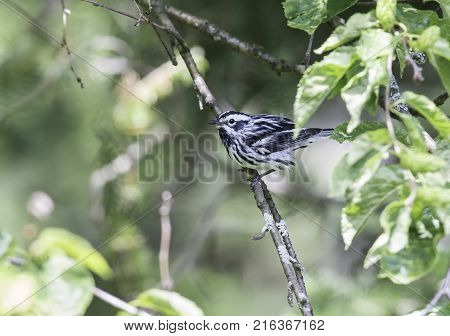 Black and white Warbler perched in the upper canopy of a boreal forest in Quebec, Canada.