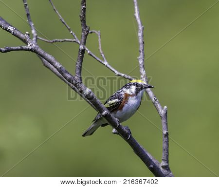 Chestnut Sided Warbler in northern Quebec, perched in its natural habitat, feasting on black flies in early spring.