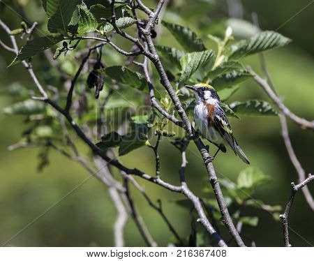 Chestnut Sided Warbler in northern Quebec, perched in its natural habitat, feasting on black flies in early spring.