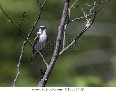 Chestnut Sided Warbler in northern Quebec, perched in its natural habitat, feasting on black flies in early spring.